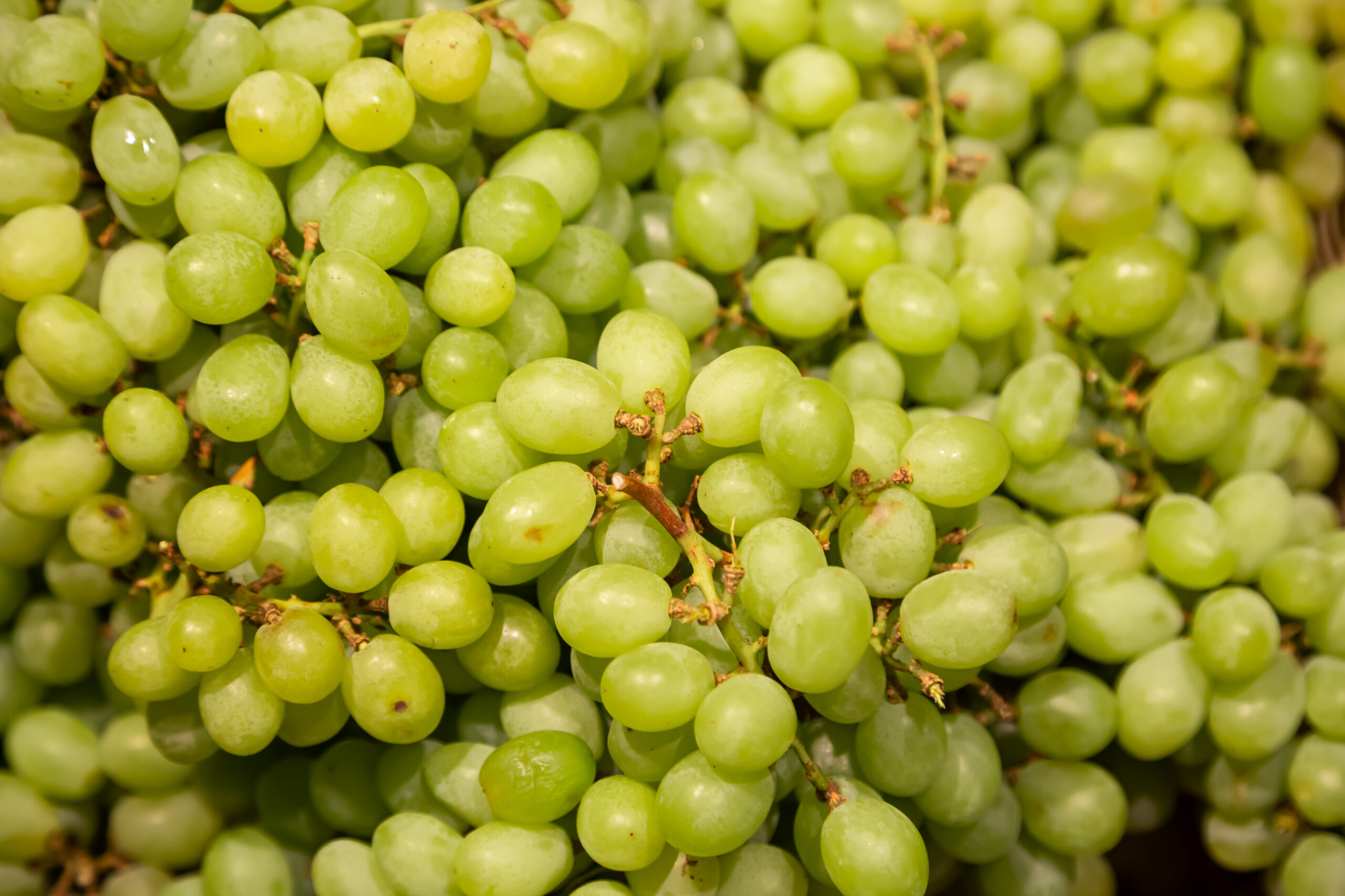 How to store grapes in Fridge